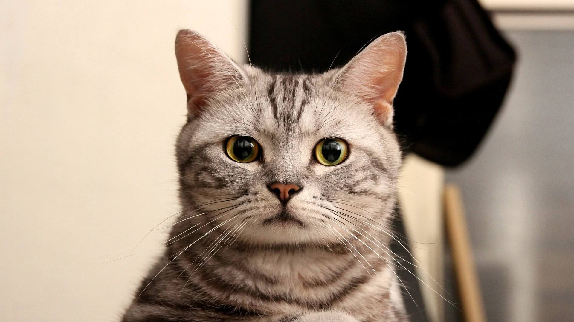 猫咪怕陌生人怎么训练,猫咪怕生人怎么安抚