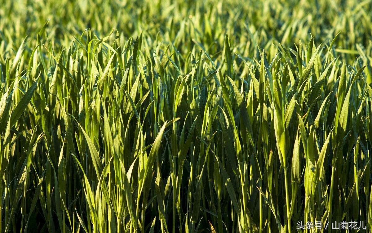 谷雨最美时节,谷雨最美相册