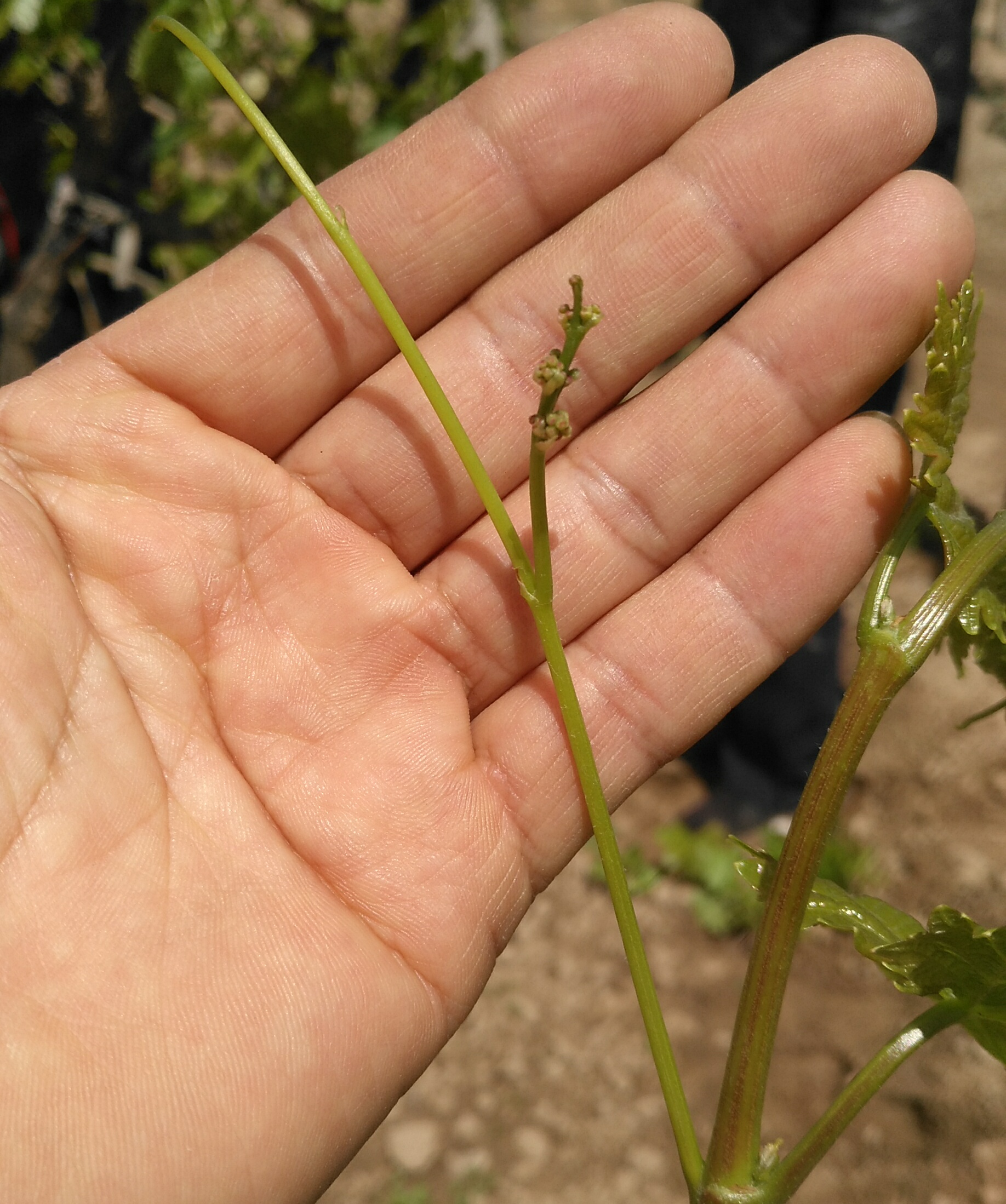 葡萄花穗不多而且很小是怎么回事,葡萄花穗少是什么原因