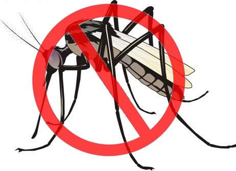 猪场夏季驱蚊子最有效的实用方法,蚊子对猪场有什么危害