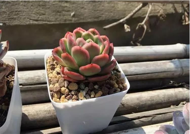 多肉居然能有这么顽强的生存,多肉可以养成什么样的小萌物