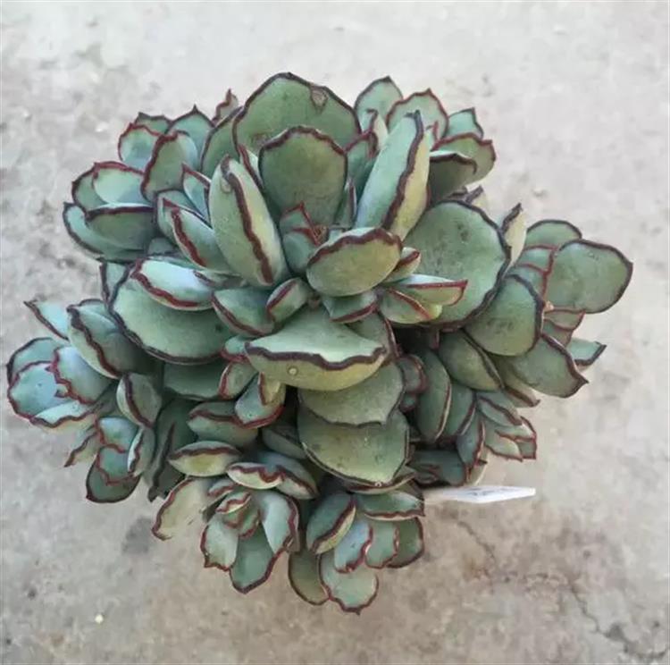 多肉居然能有这么顽强的生存,多肉可以养成什么样的小萌物