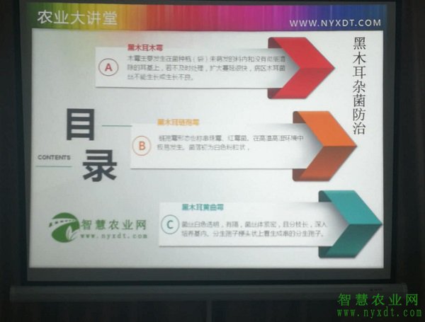 黑木耳菌管理,黑木耳菌种绿霉处理方法