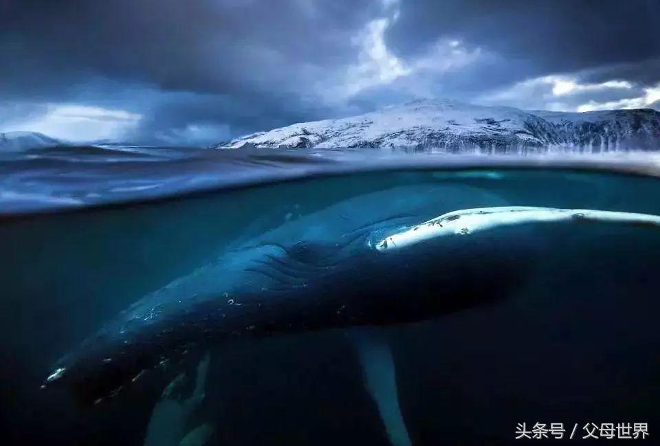 世界地球日，最适合孩子看的18部自然纪录片，趁周末，带娃看起来