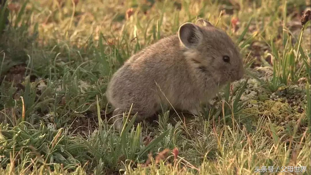 世界地球日，最适合孩子看的18部自然纪录片，趁周末，带娃看起来