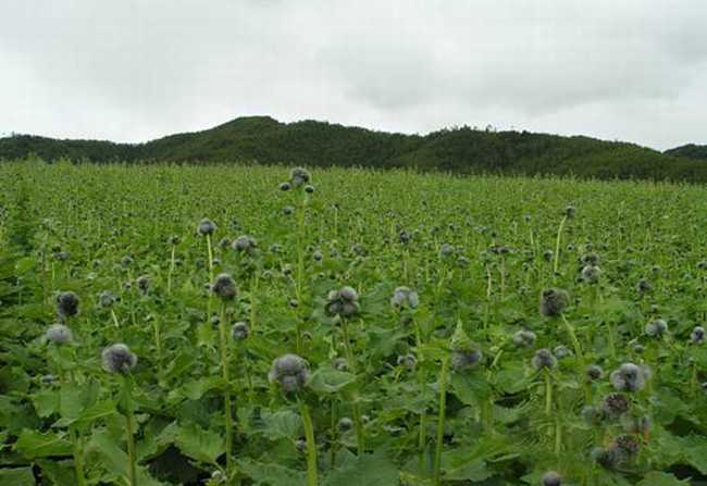 云木香洗发水,云木香中药的功效与作用