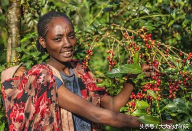 巴西的咖啡最出名吗？非洲的咖啡最好喝吗？