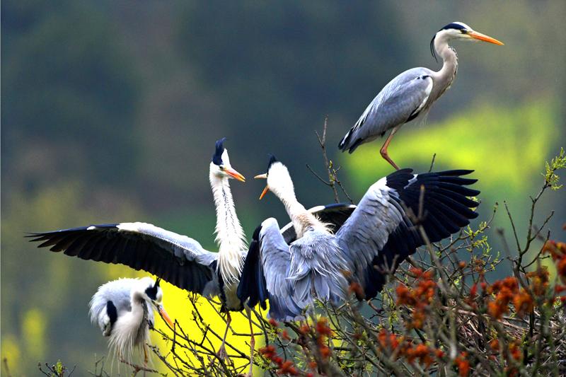 王家人的历史,关于王家人的视频
