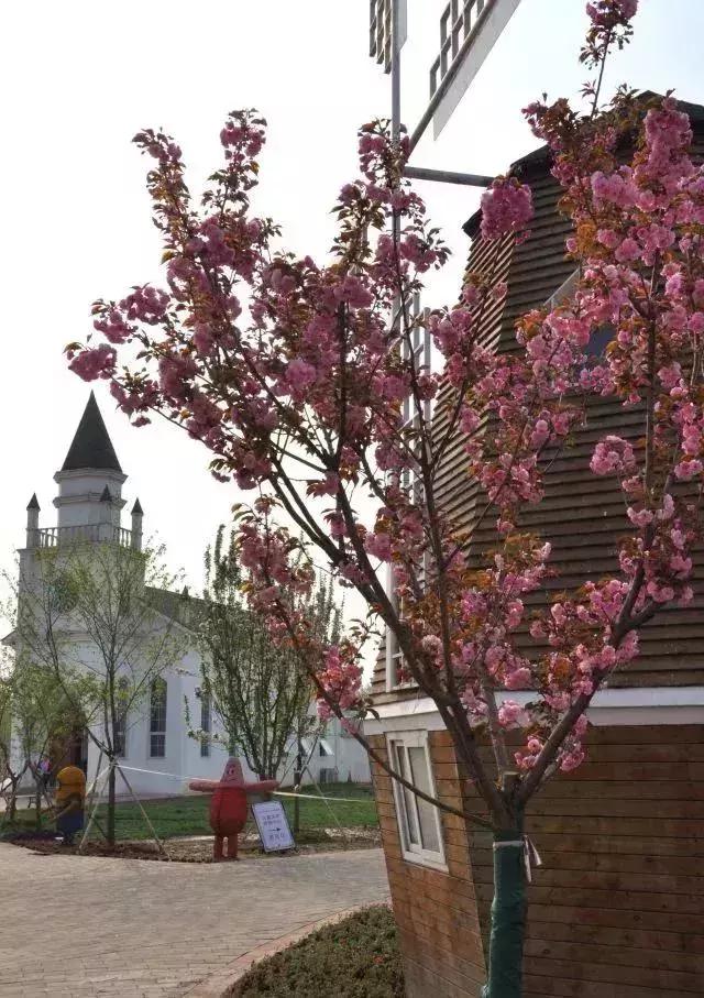 四月飘雪缘是樱，蓝调庄园晚樱盛景正当时！