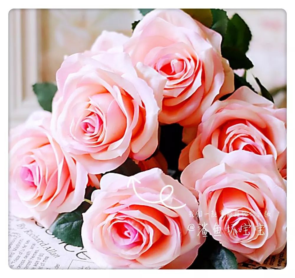 植物世界橡树,植物世界木棉花