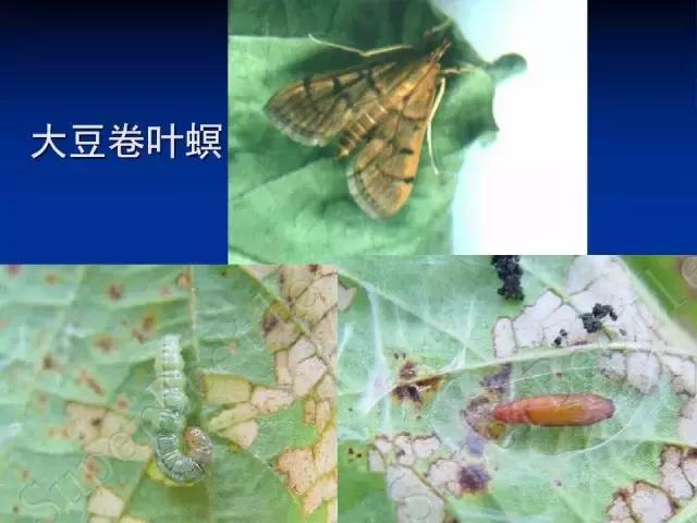 常见害虫有哪些图片大全,常见38种害虫图片及名称及防治