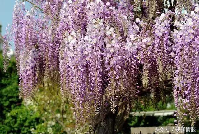 室内空气净化哪种绿植更好,室内种绿植净化器