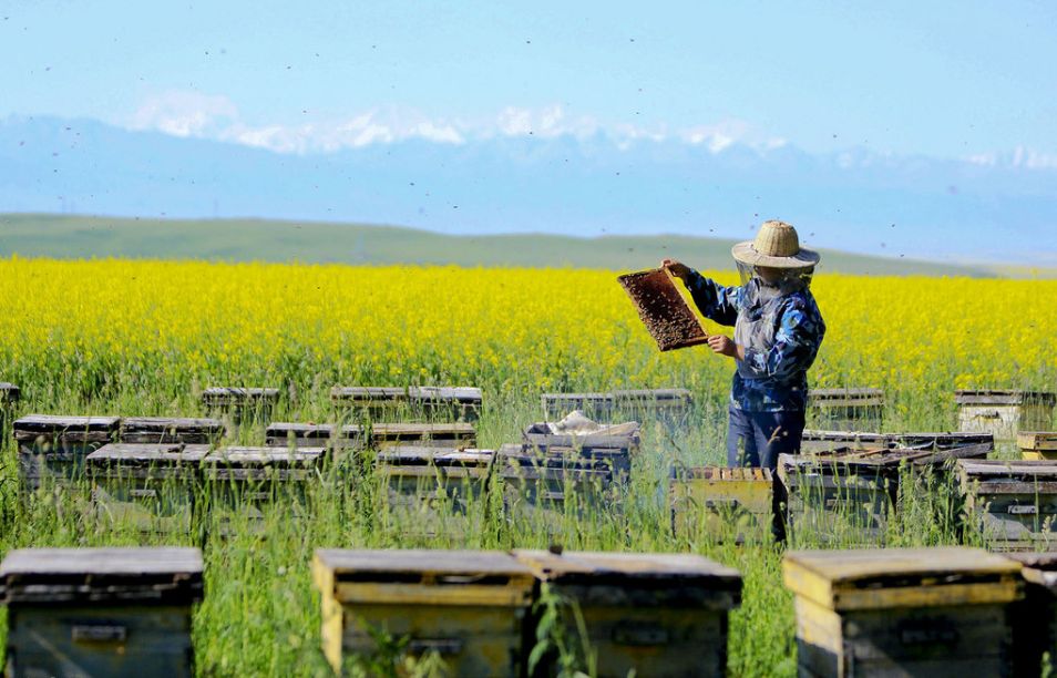 蜂胶珍贵吗,蜂胶是保健之王