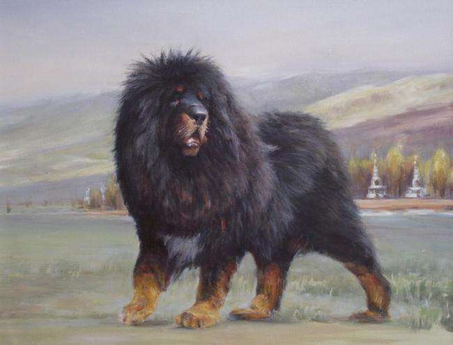 最后护主的狗狗排名,测试狗狗护主视频