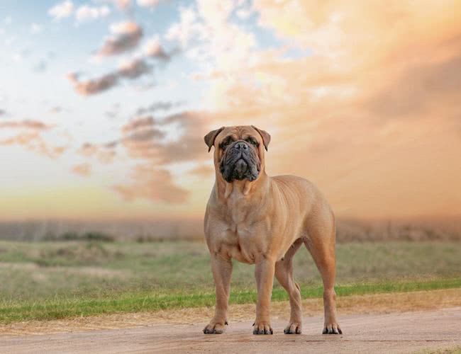 最后护主的狗狗排名,测试狗狗护主视频