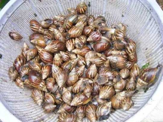 蜗牛有多大？来看看非洲大蜗牛你就知道什么叫大