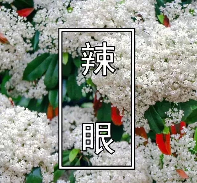 大学校园里面的石楠花,复旦石楠花