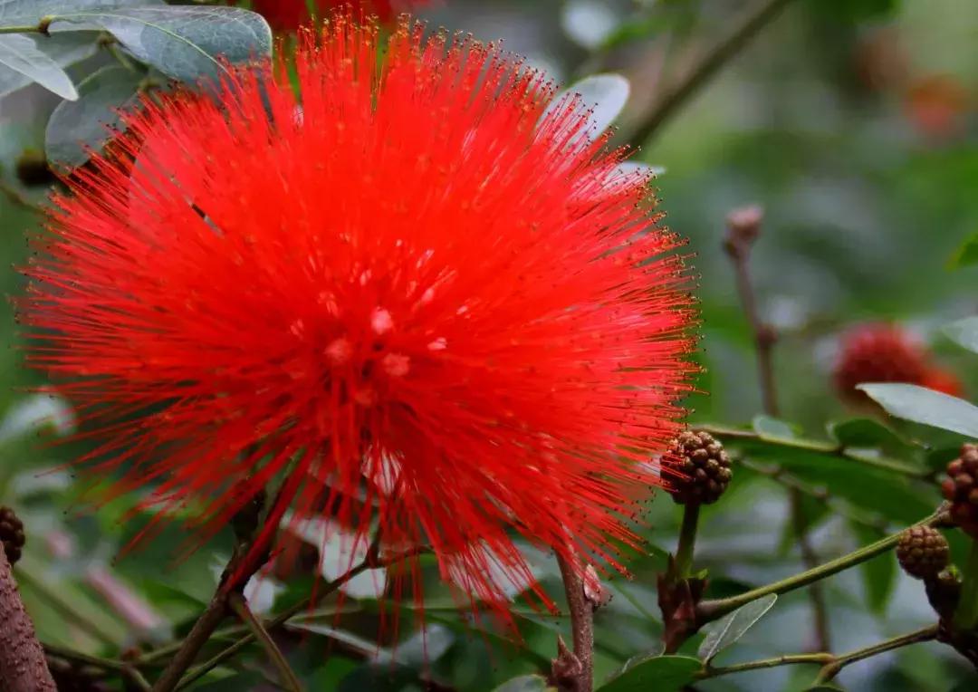 家里养的花多有助睡眠吗,卧室要养的4种睡眠花