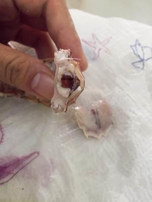 剥了皮的皮皮虾虾肉怎么吃,皮皮虾怎么吃可以完整地取出虾肉