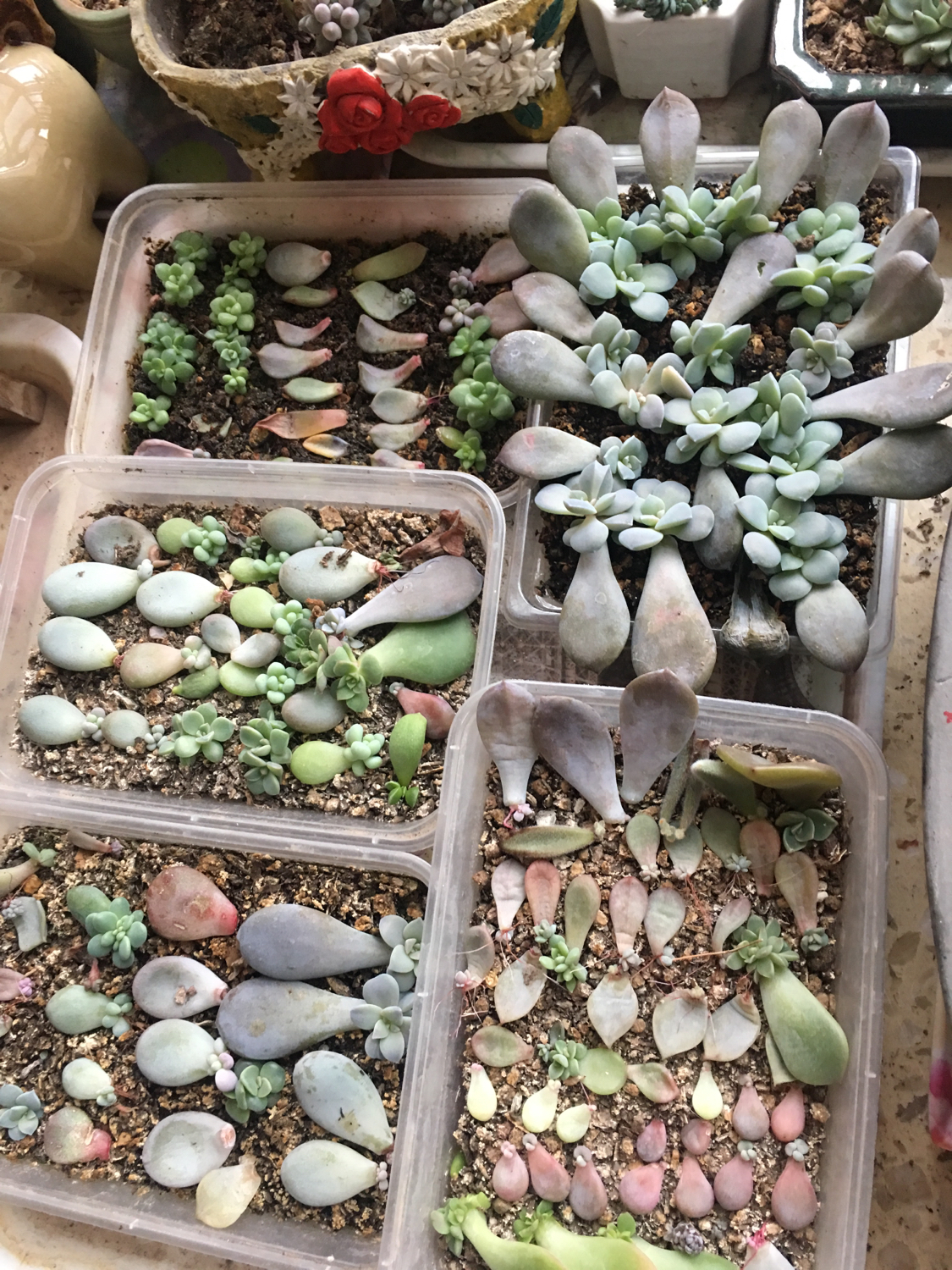 肉肉叶插苗怎么移盆,叶插苗出缀化概率