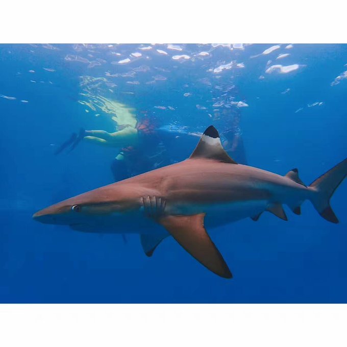 看我这发型酷不酷｜我觉得很可爱啊！帕劳潜水超级赞！