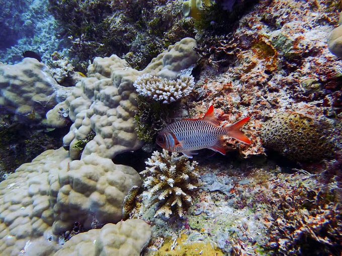 看我这发型酷不酷｜我觉得很可爱啊！帕劳潜水超级赞！
