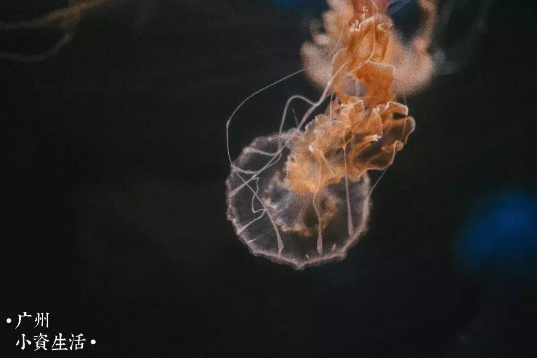 巴南海洋公园一日游攻略 (香港海洋公园游玩攻略)