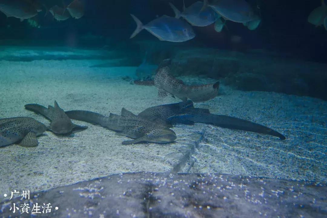 巴南海洋公园一日游攻略 (香港海洋公园游玩攻略)