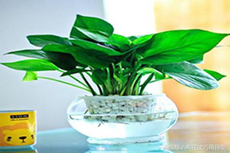 绿萝水培根系修剪,水培绿萝怎样修剪比较漂亮