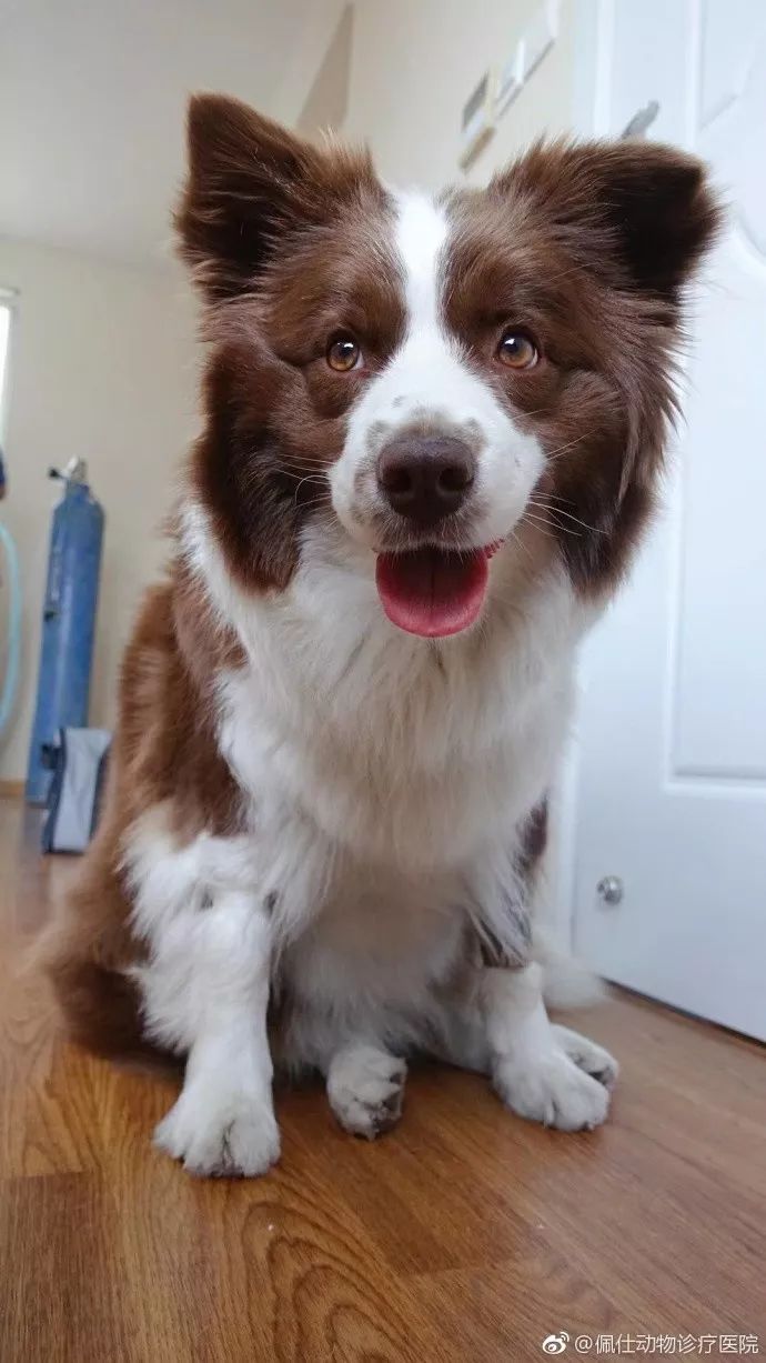 边牧误食了牙签会排出来吗,边牧误食玩具怎么办