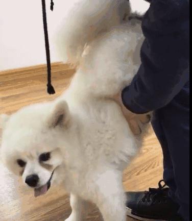 边牧误食了牙签会排出来吗,边牧误食玩具怎么办