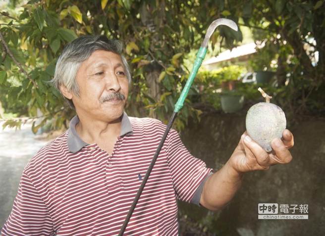 台湾野生爱玉,宝岛台湾特有水果品种有哪些