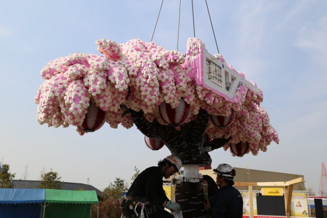 日本积木樱花树,变色积木樱花树