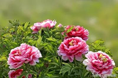 开在诗词里的20种花，朵朵诗意盈香