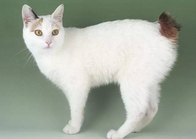 招财猫还有公母之分,招财猫分公母吗有什么寓意