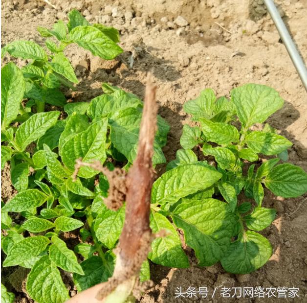 专家解答：马铃薯根须变黑坏死？别找了，就是根腐病的症状