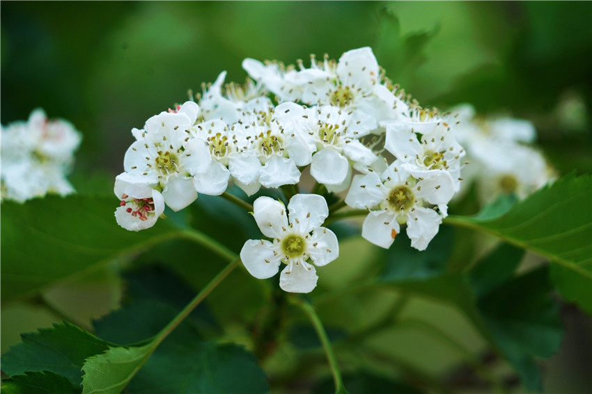 中国清河羊绒衫,清河中国羊绒价格
