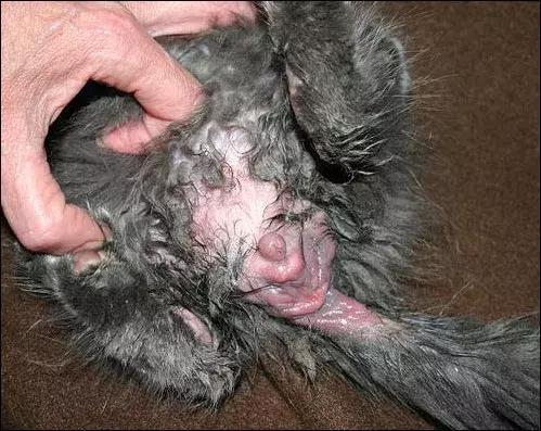 一招教你解决猫咪屁股沾屎,猫咪眼睛被屎糊住