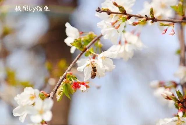 樱花装饰,樱花装饰墙壁