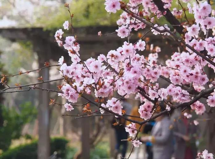 东南dx3自驾游,江浙寻花事