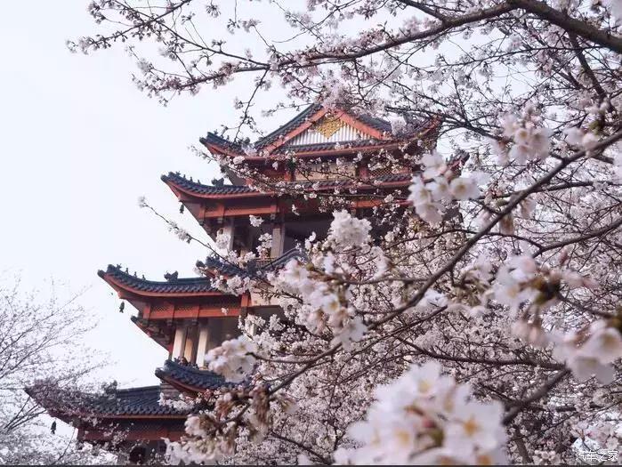 东南dx3自驾游,江浙寻花事