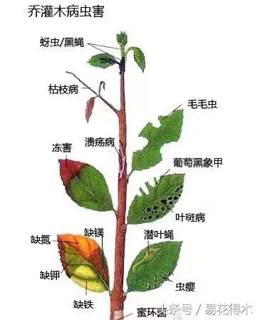抗病虫害的盆栽花卉品种,花卉盆栽有病虫害怎么治虫