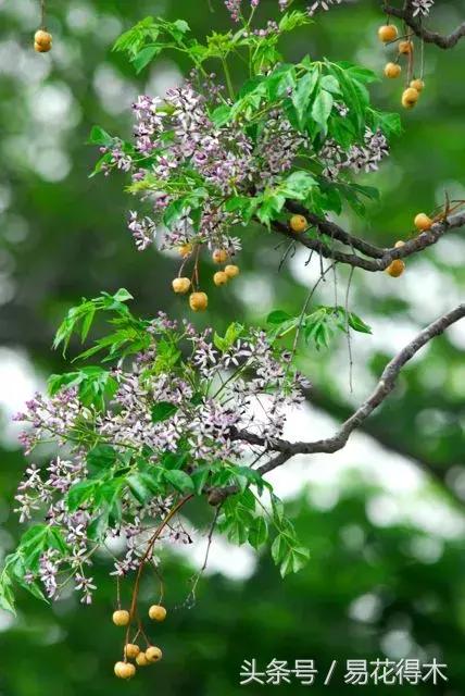 春季花草怎么防飞虫,春季怎么去花的小飞虫