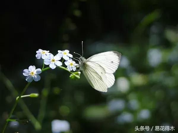 春季花草怎么防飞虫,春季怎么去花的小飞虫