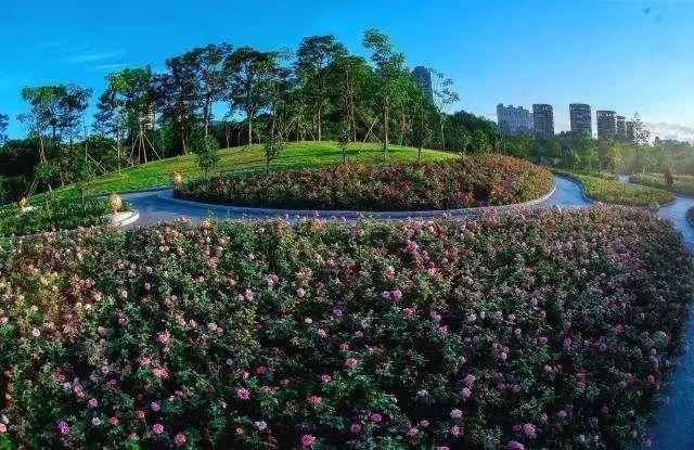最真实的荔枝花海,广州荔枝花海