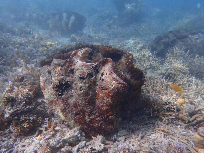 帕劳水下摄影最佳时间,帕劳海上旅游攻略