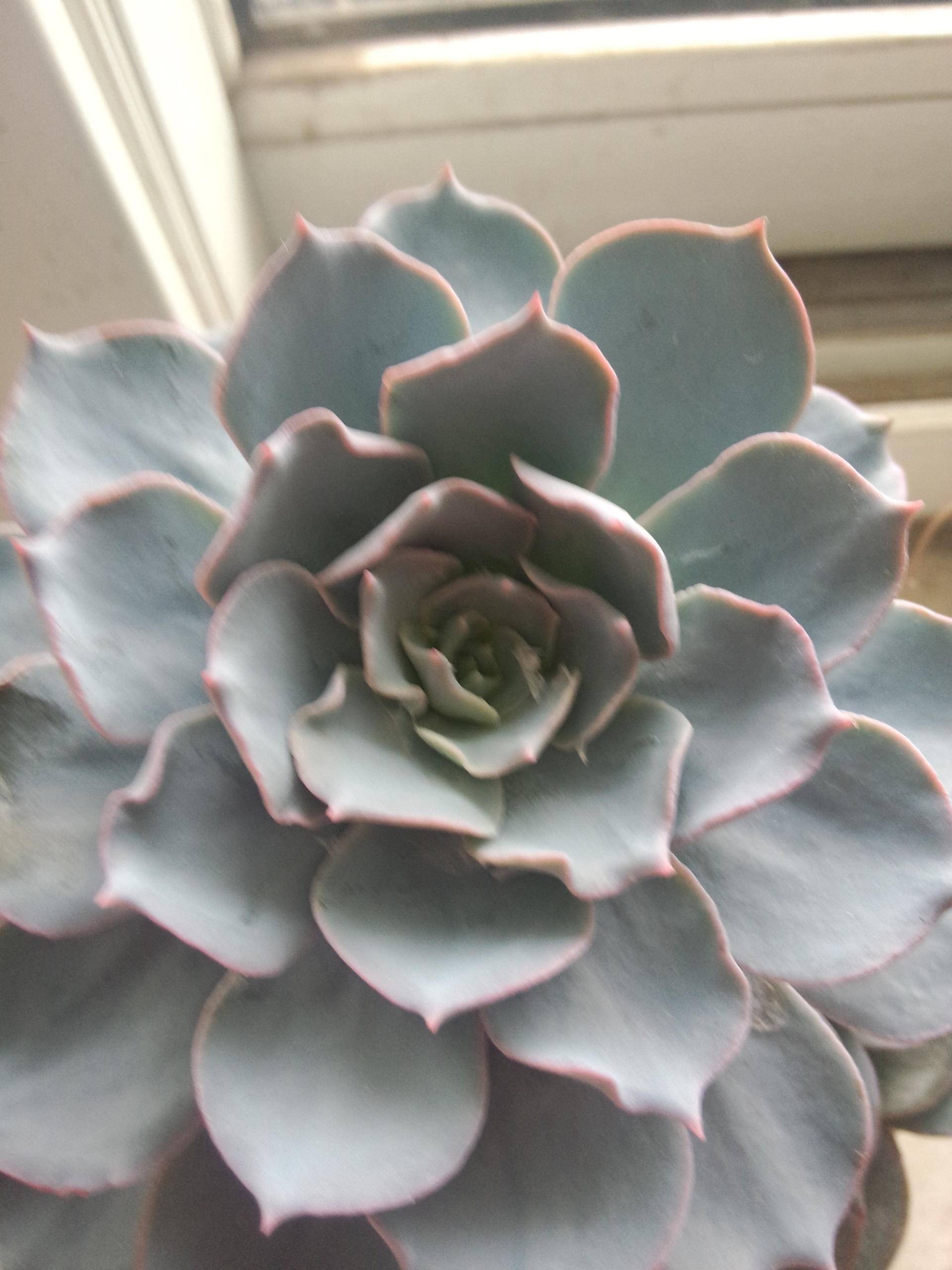 蓝石莲简介,第一美人殉情