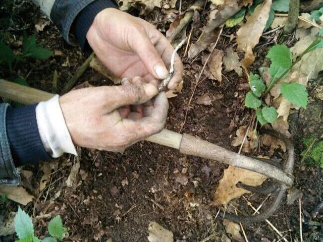 您有一份来自情醉姆蓝雪山·寻觅虫草之旅的邀请函