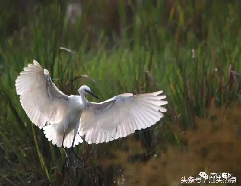 莲下这里竟藏了个神奇的“候鸟客栈”！好多人还不知道……