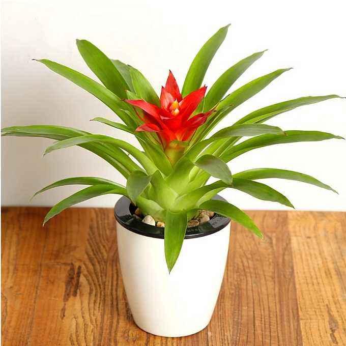 鸿运当头叶子枯萎了怎么修剪,鸿运当头叶子枯萎了怎样水培